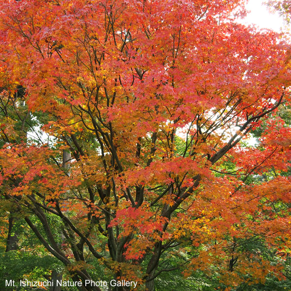 kyoto (008)